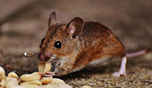 24 Hour & Emergency Exterminators in Jericho, NY